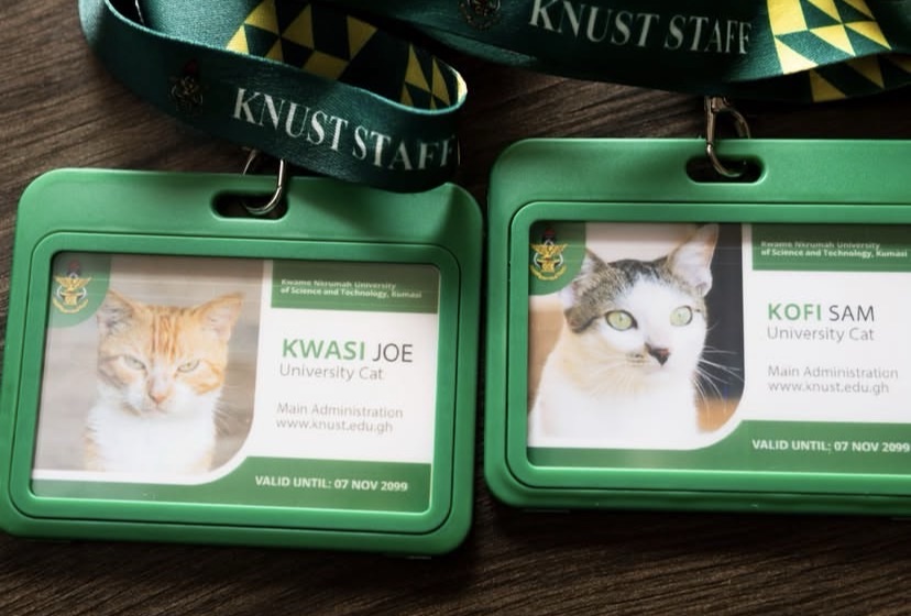 KNUST issues ID cards to two resident cats as part of a new Campus Cat Identity Initiative